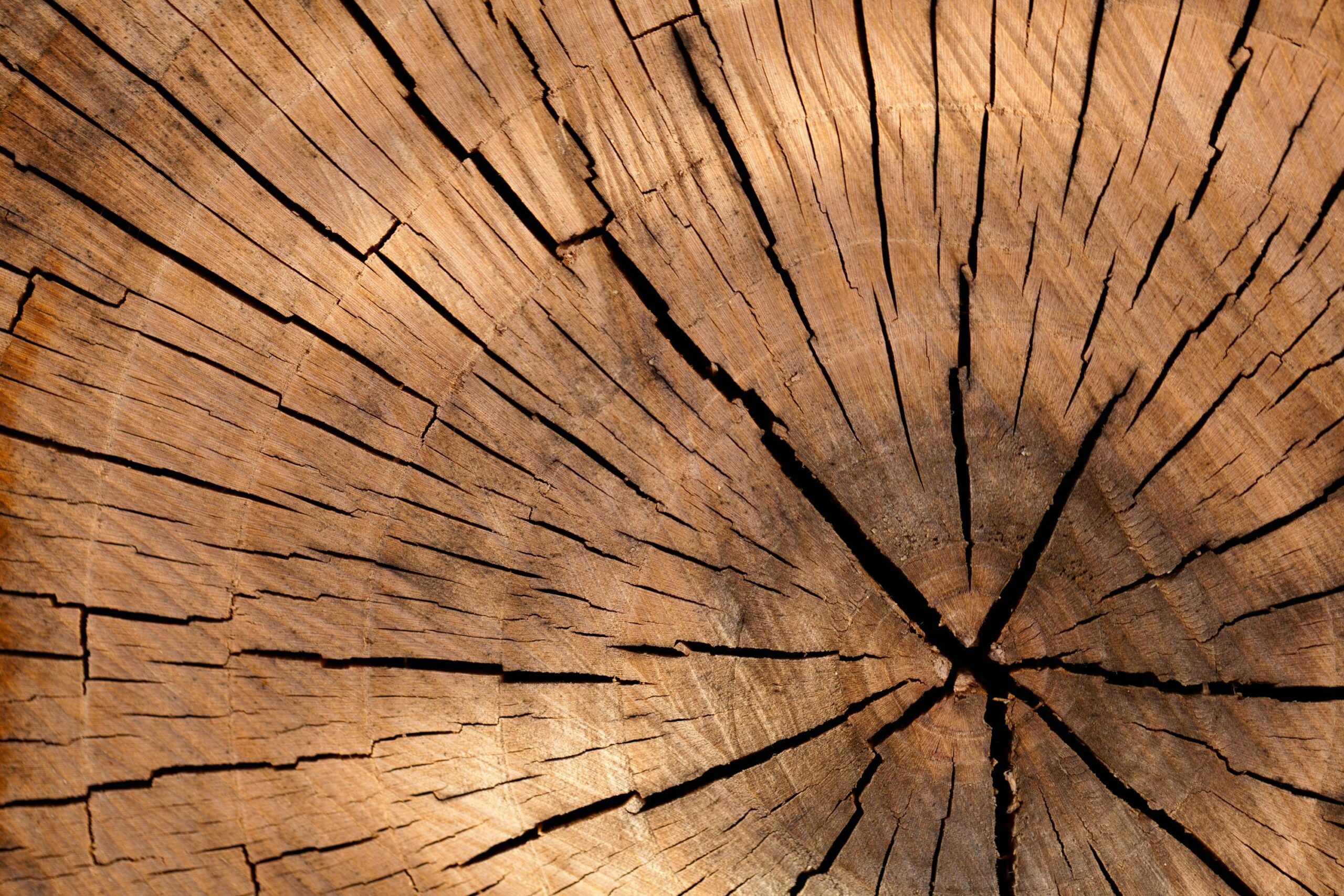 background brown circle cut 40973 40973 Detailed view of rustic wooden texture, showcasing natural patterns and cracks.