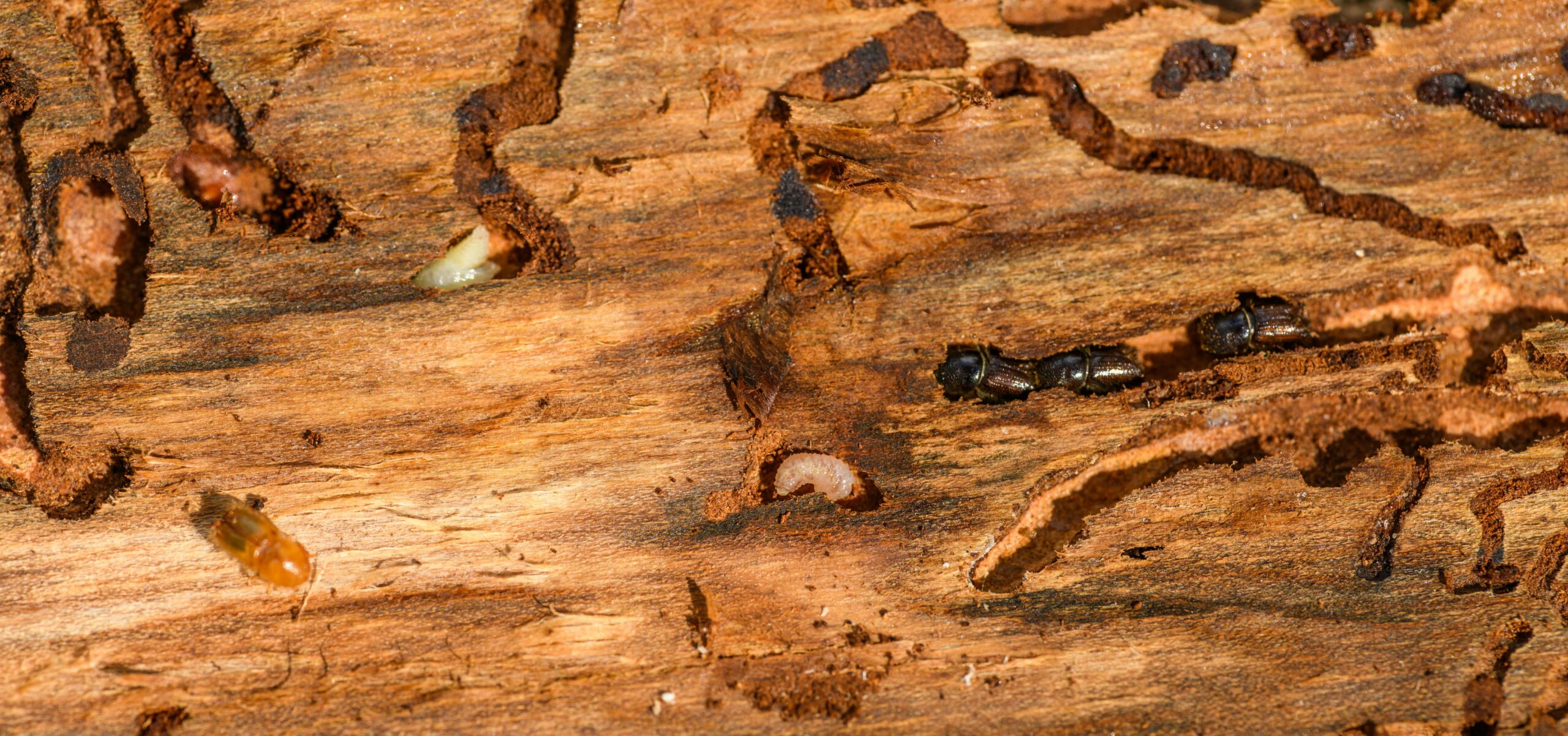 pexels photo 18021337 18021337 Detailed macro shot of beetles and larvae on wood, showcasing nature's complexity.